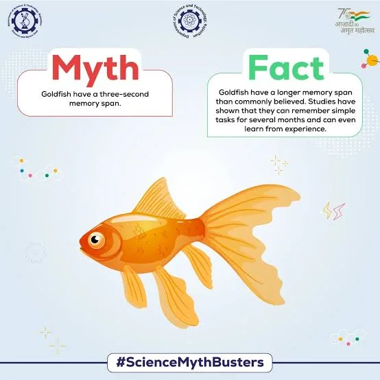 Goldfish Have a 3-Second Memory — Not True